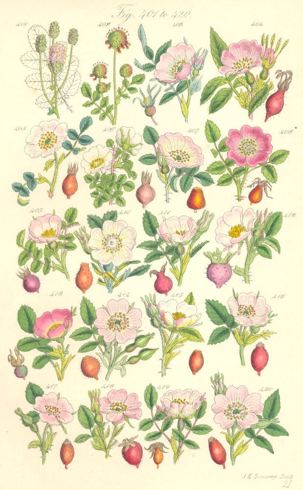 WILD ROSES. Burnet Dickson Dwarf Irish Wilson Sabine Apple Dowry. SOWERBY 1890
